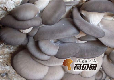 孕妇能吃平菇吗