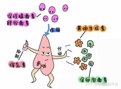 泌乳素影响怀孕吗