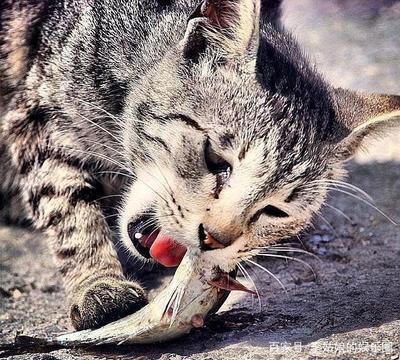 猫怎么吃鱼