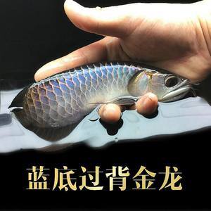 紅龍魚市場價(jià)多少錢一斤啊圖片及價(jià)格（紅龍魚市場價(jià)多少錢一斤啊圖片及價(jià)格表）