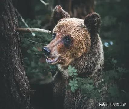 黑龙江有多少黑熊