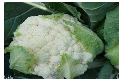 孕妇能吃花菜