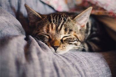 做梦梦到死猫