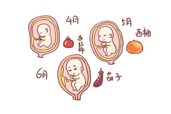 胚胎和胎儿