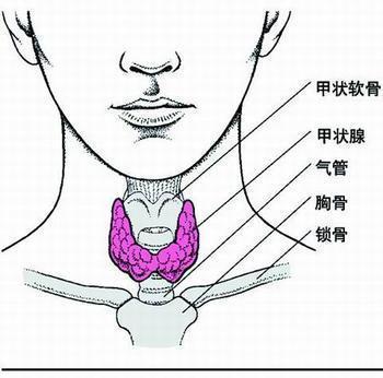 新生儿甲减症状