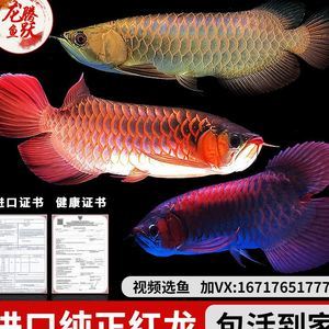 龍魚常見病毒有哪些類型的（龍魚常見病毒有哪些類型的圖片） 龍魚疾病與治療