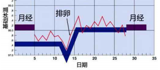 排卵期如何计算