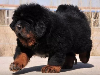 长毛幼犬样子大全