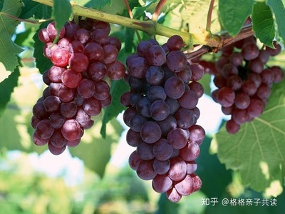 怀孕能吃葡萄吗早期