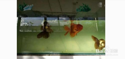 臨清市曙光路七彩水族館（臨清市曙光路七彩水族館電話） 全國水族館企業(yè)名錄