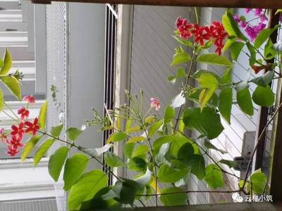 梦见自己养的花枯萎了