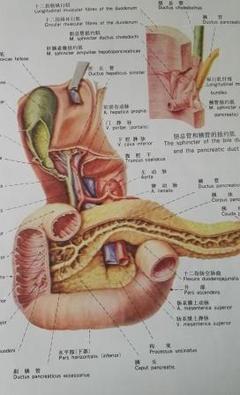 十二指肠瘘怎么治疗