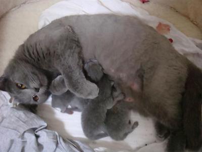 猫怀孕了