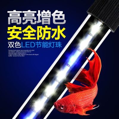 紅尾招財(cái)魚視頻播放大全(紅尾魚圖片)