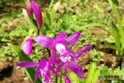 白芨的美容功效与作用