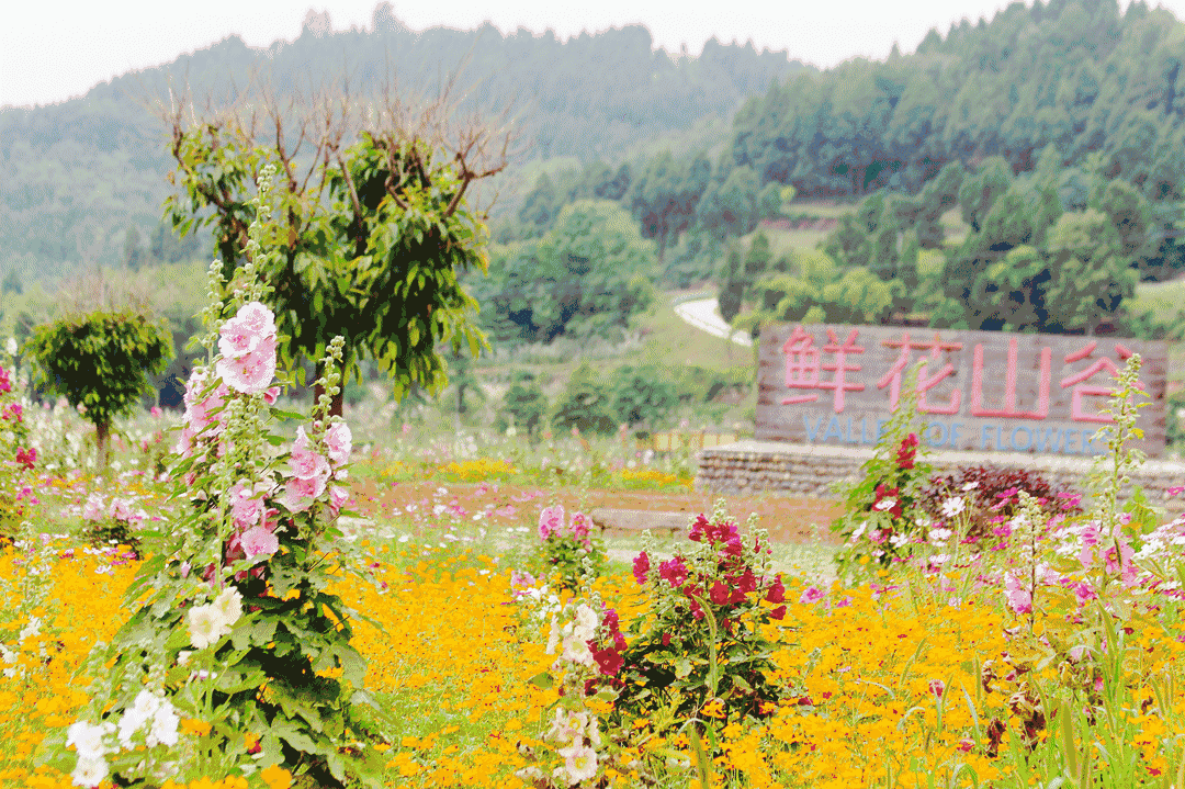 成都金堂鲜花谷怎么去