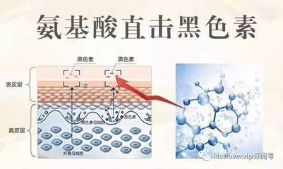 体内能转化成黑色素的氨基酸是