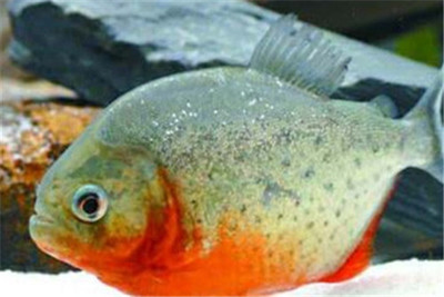养食人鱼风水大忌
