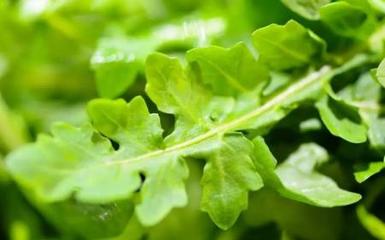孕妇能不能吃荠菜