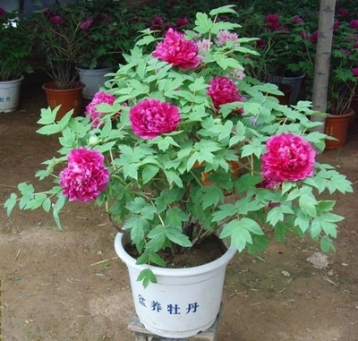 洧的寓意