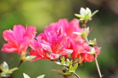 杜鹃花能放卧室吗