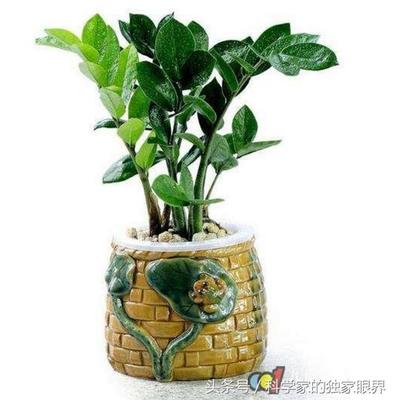 阳台种什么树
