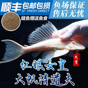 魚(yú)缸造景圖片效果圖大全集高清壁紙（魚(yú)缸造景圖片效果圖大全集高清壁紙下載） 觀賞魚(yú)市場(chǎng)（混養(yǎng)魚(yú)）