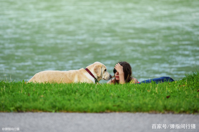 继承遗产的狗