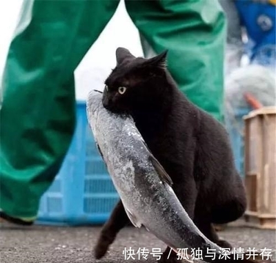 猫怎么吃鱼