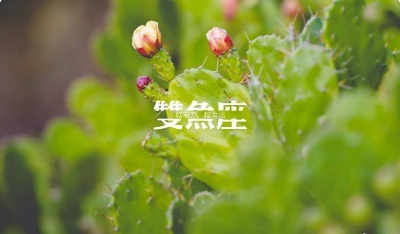 2月初5是什么星座