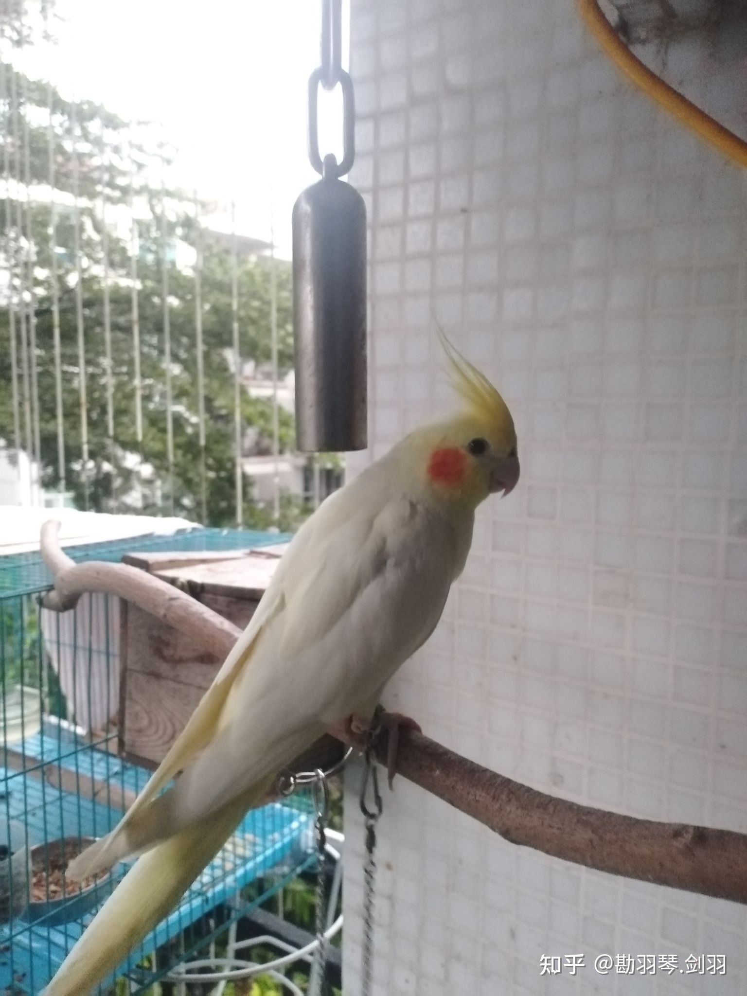 鹦鹉取名