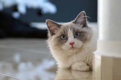 小猫英文名