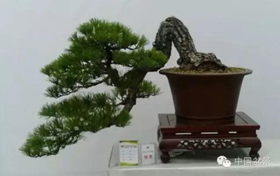 世界上最漂亮的盆景