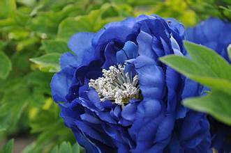 绿牡丹 蓝牡丹