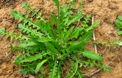 野菜的种类