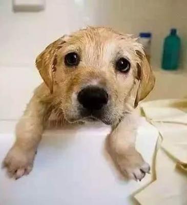 幼犬几个月可以洗澡