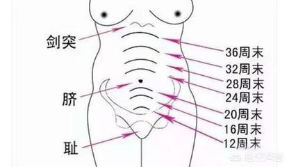 怀孕4个月宝宝多大
