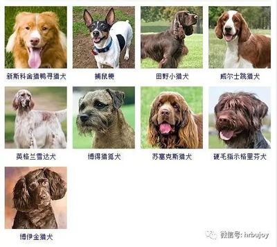 怎么给狗狗取名字好听