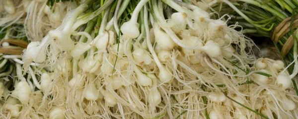 野蒜的吃法