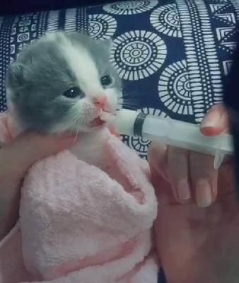 怎么给小猫喂奶粉