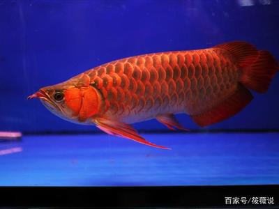 龍魚(yú)疾病圖解圖片大全視頻（龍魚(yú)疾病圖解圖片大全視頻下載）