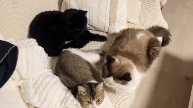 猫怀孕了
