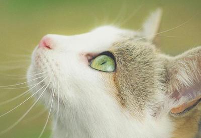 梦见被猫咬一口