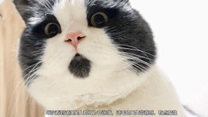 梦见被猫咬一口