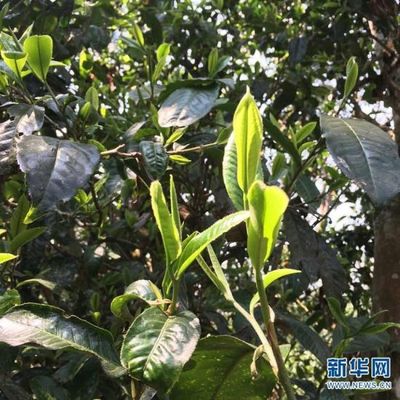 装修武汉