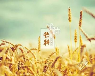 芒种是在阳历的几月