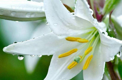 百合花放在室内有毒吗