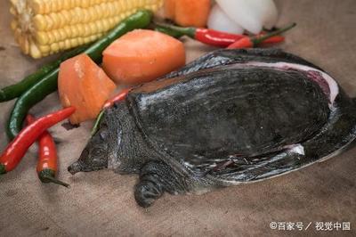 鳖甲 怎么吃
