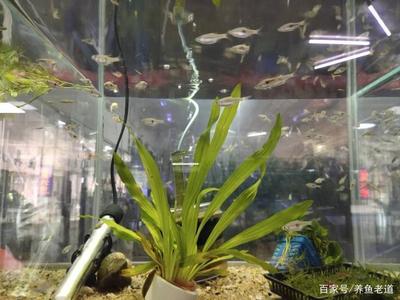 The newcomer Silla enters the tank