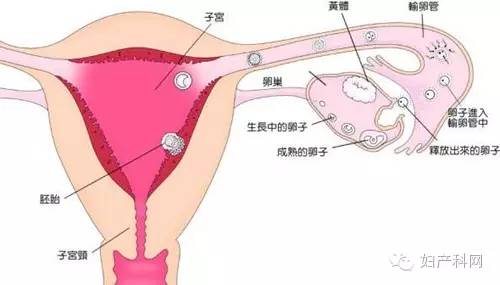 输卵管伞端粘连应该怎么治疗
